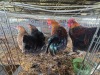 4 X FARM CHICKENS ROOSTER & HEN WILMEG (Per animal to take the lot)