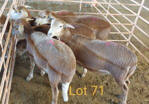 LOT 71 5X MEATMASTER OOI/EWE OSVLEY MEATMASTERS (PER STUK OM LOT TE NEEM/PER PIECE TO TAKE THE LOT)