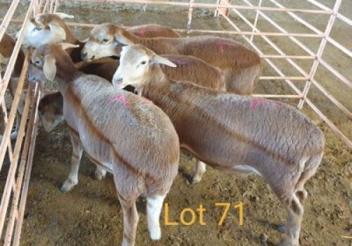 LOT 71 5X MEATMASTER OOI/EWE OSVLEY MEATMASTERS (PER STUK OM LOT TE NEEM/PER PIECE TO TAKE THE LOT)