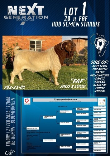 10 X BOER GOAT SEMEN Koati Boer Goats (Per item to take the lot)