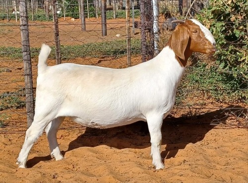 1 X BOER GOAT FLOCK DOE Witsand Boerbokstoet