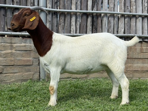1 X BOER GOAT STUD DOE Karsten Boerbokke PTY LTD