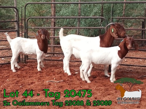 1+2 X BOER GOAT FLOCK BUCK JH Gouws Boerbokstoet
