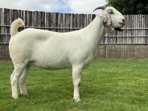 1 X SAVANNA FLOCK DOE Karsten Boerbokke PTY LTD