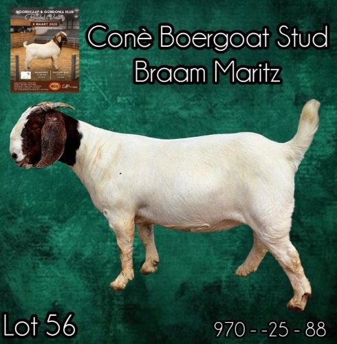 1 X BOER GOAT STUD PREGNANT DOE Cone Boerbok Stoet