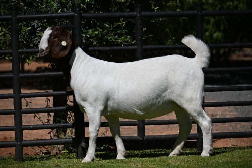 1 X BOER GOAT FLOCK DOE Nico Botha