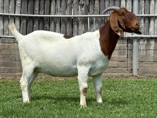 1 X BOER GOAT FLOCK PREGNANT DOE Karsten Boerbokke PTY LTD