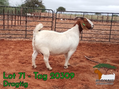 1+2 X BOER GOAT FLOCK PREGNANT DOE JH Gouws Boerbokstoet
