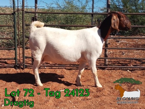 1 X BOER GOAT FLOCK PREGNANT DOE JH Gouws Boerbokstoet