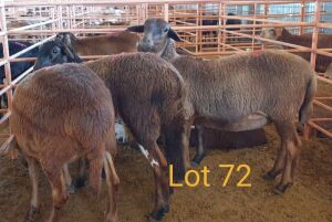 LOT 72 4X MEATMASTER OOI/EWE OSVLEY MEATMASTER (PER STUK OM LOT TE NEEM/PER PIECE TO TAKE THE LOT)