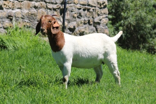 1 X BOER GOAT FLOCK DOE Kanonfontein Boerbokstoet