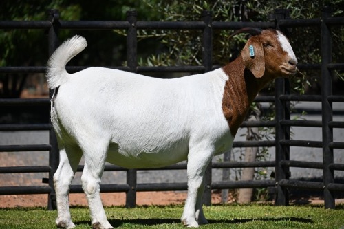 WITHDRAWN - 1 X BOER GOAT DOE Nico Botha
