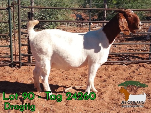 1 X BOER GOAT FLOCK PREGNANT DOE JH Gouws Boerbokstoet