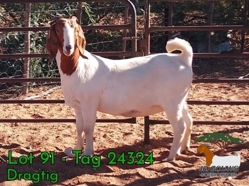 1 X BOER GOAT FLOCK PREGNANT DOE JH Gouws Boerbokstoet