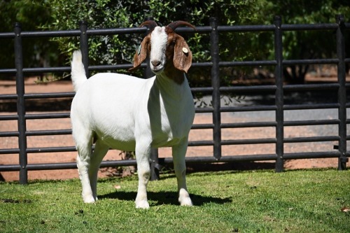 1 X BOER GOAT STUD DOE Nico Botha