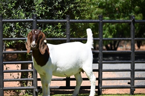 1 X BOER GOAT FLOCK DOE Nico Botha