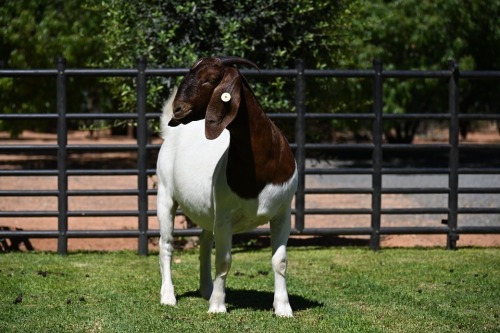 1 X BOER GOAT FLOCK DOE Nico Botha