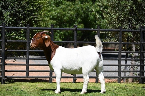 WITHDRAWN - 1 X BOER GOAT DOE Nico Botha