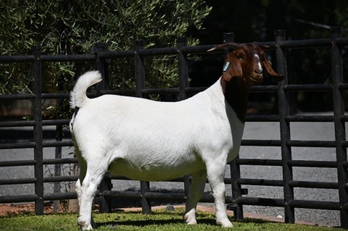 1 X BOER GOAT FLOCK DOE Nico Botha