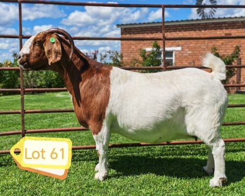 1 X BOER GOAT FLOCK PREGNANT DOE Lukas Burger