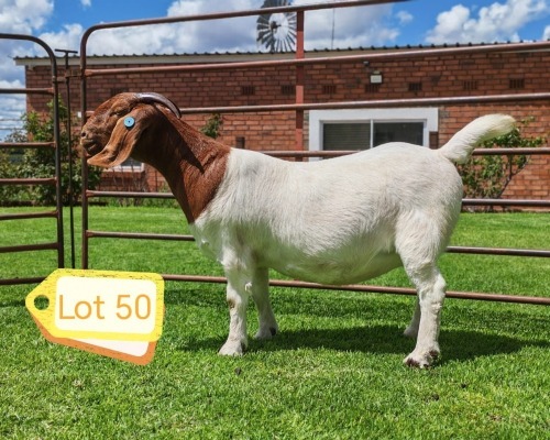 1 X BOER GOAT STUD PREGNANT DOE AWA BURGER