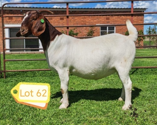 1 X BOER GOAT FLOCK PREGNANT DOE Lukas Burger