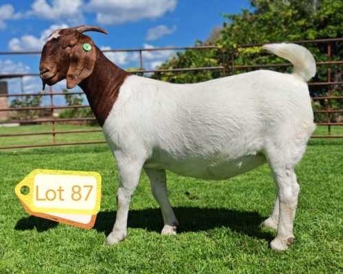1 X BOER GOAT FLOCK PREGNANT DOE Lukas Burger