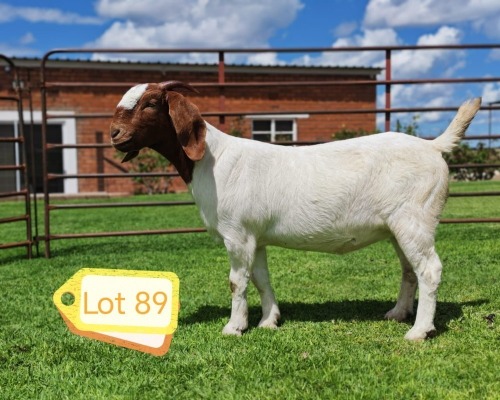 1 X BOER GOAT FLOCK DOE Lukas Burger