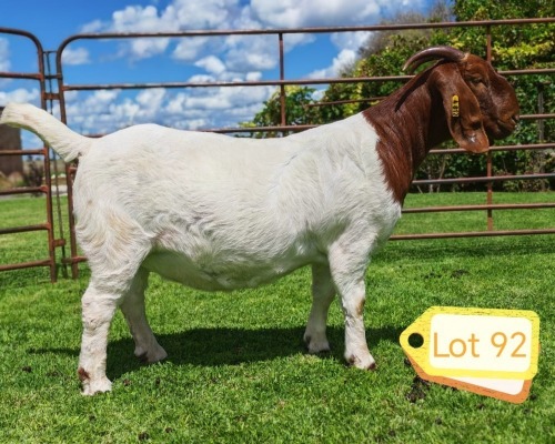 1 X BOER GOAT FLOCK PREGNANT DOE AWA BURGER