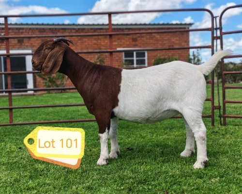 1 X BOER GOAT FLOCK PREGNANT DOE AWA BURGER