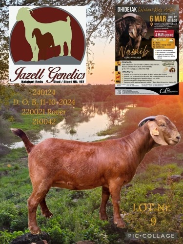 1 X KALAHARI RED STUD DOE Jazet
