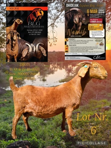 1 X KALAHARI RED STUD PREGNANT DOE BLG