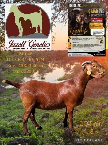 1 X KALAHARI RED STUD DOE Jazet