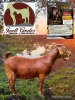 1 X KALAHARI RED STUD DOE Jazet