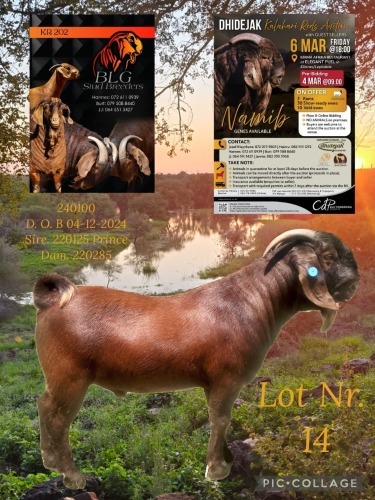 1 X KALAHARI RED STUD BUCK BLG