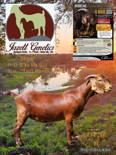 1 X KALAHARI RED FLOCK ON TEAT DOE Jazet
