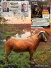 1 X KALAHARI RED STUD BUCK Dhidejak - 2
