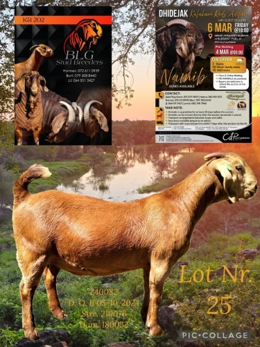1 X KALAHARI RED FLOCK ON BUILD PREGNANT DOE BLG