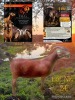 1 X KALAHARI RED FLOCK ON BUILD PREGNANT DOE BLG