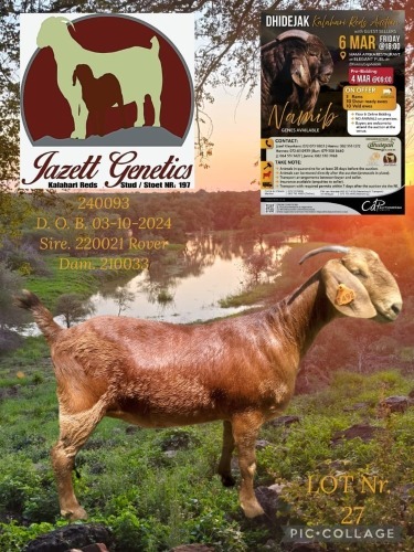 1 X KALAHARI RED STUD DOE Jazet