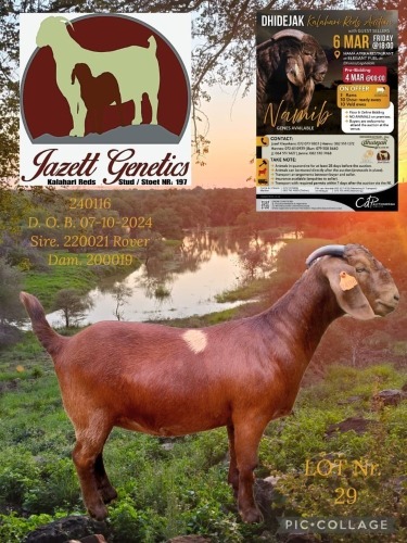 1 X KALAHARI RED FLOCK DOE Jazet