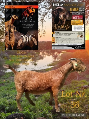 1 X KALAHARI RED FLOCK ON BUILD PREGNANT DOE BLG