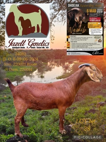 WITHDRAWN - 1 X KALAHARI RED FLOCK ON BUILD DOE Jazet