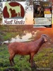 1 X KALAHARI RED FLOCK ON TEAT DOE Jazet