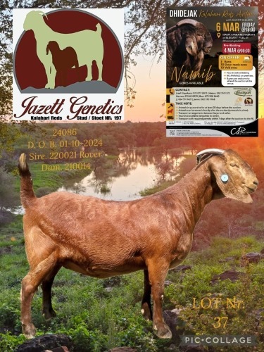 1 X KALAHARI RED STUD DOE Jazet