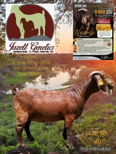 1 X KALAHARI RED STUD DOE Jazet