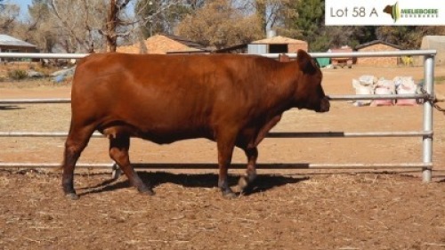 3 X Dragtige koeie PE Roux