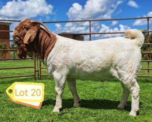 1 X BOER GOAT STUD BUCK AWA BURGER
