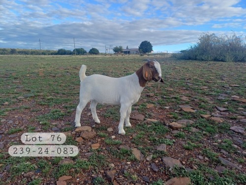 1 X BOER GOAT FLOCK DOE Izak Gous Boerbokstoet