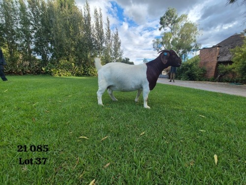 WITHDRAWN - 1 X BOER GOAT DOE